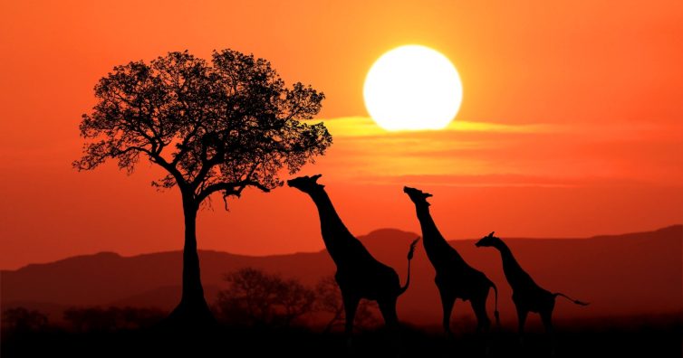 Girafas ao pôr do sol na savana africana