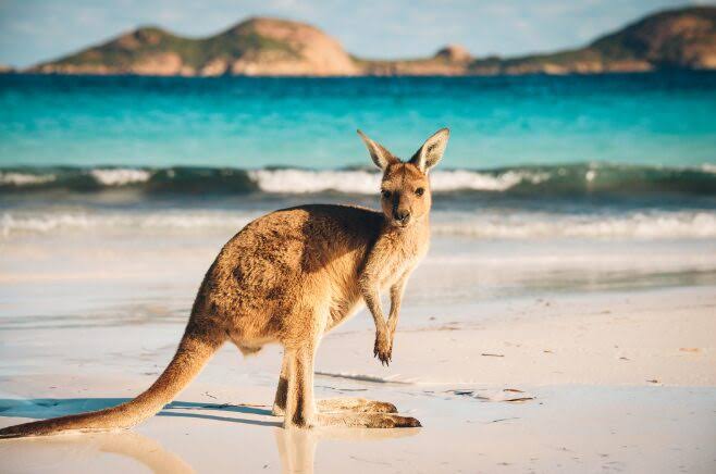 Canguru na areia clara, com o mar azul-turquesa ao fundo, na Austrália