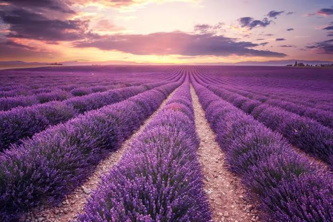 Campos de lavanda na França